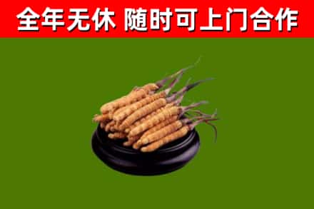 大祥区回收冬虫夏草