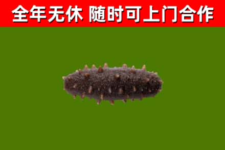 大祥区回收海参干